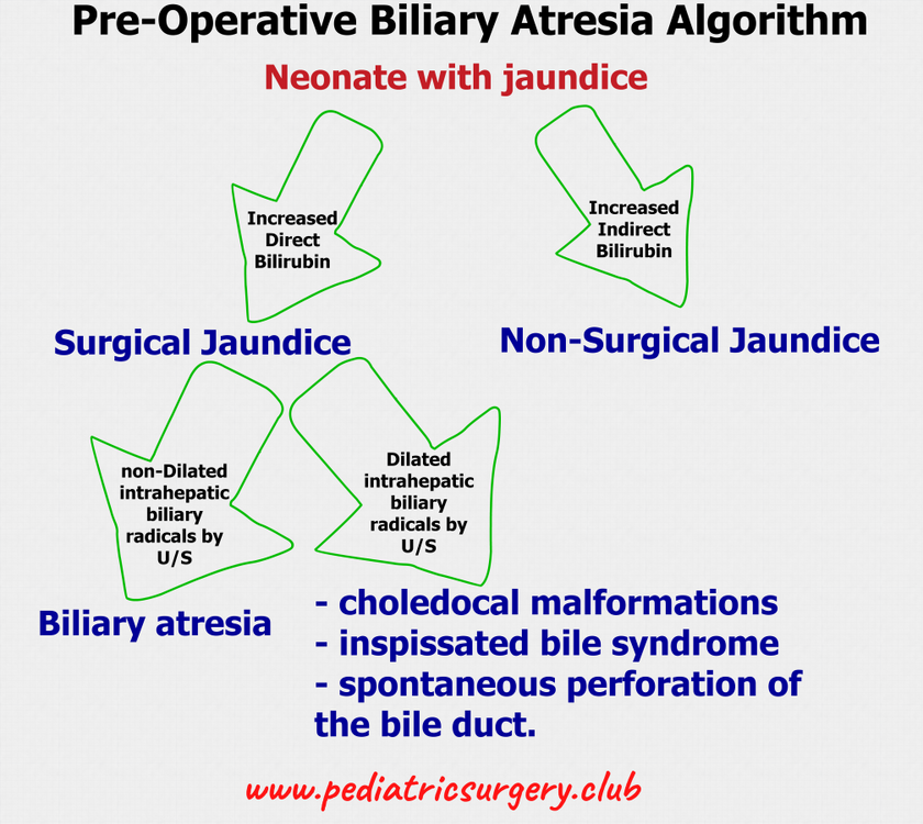 biliary atresia2.png