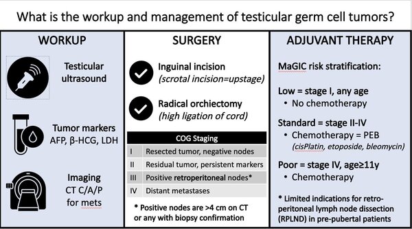 Testicular germ cell tumors