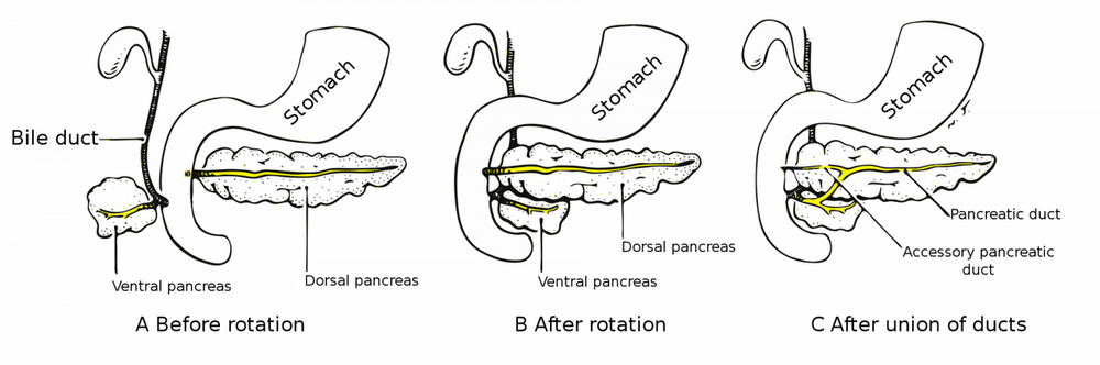 Formation_of_an_accessory_pancreatic_duct_en.svg.png